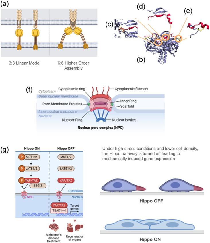 https://cdn.ncbi.nlm.nih.gov/pmc/blobs/52cb/12158467/e0fb159e0df9/ABPID9-000009-021503_1-g002.jpg