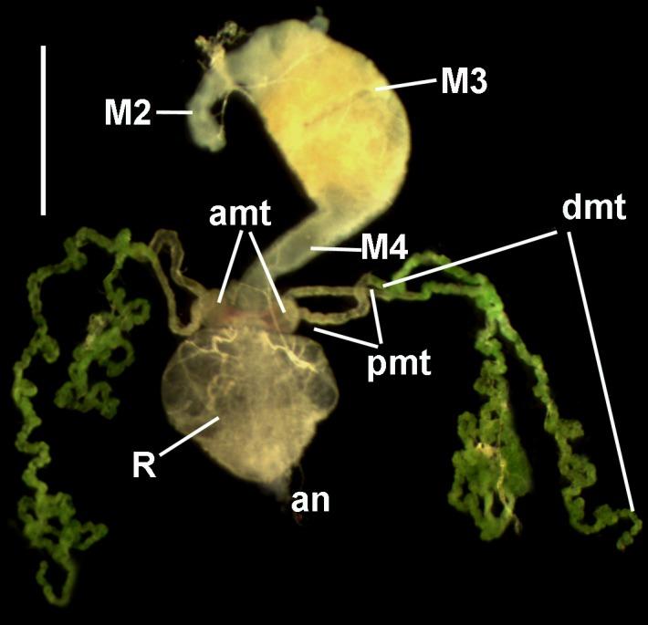 https://cdn.ncbi.nlm.nih.gov/pmc/blobs/52cc/6160041/71ed8053bd9b/pone.0204467.g001.jpg