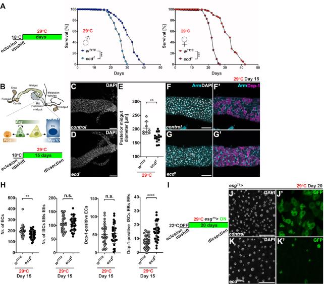 https://cdn.ncbi.nlm.nih.gov/pmc/blobs/52cd/7897482/9a393bd0162c/gkaa1274fig1.jpg