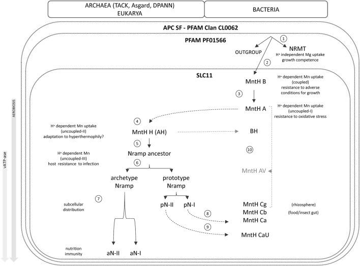 https://cdn.ncbi.nlm.nih.gov/pmc/blobs/52cf/9606685/624a96225808/fcell-10-988866-g006.jpg