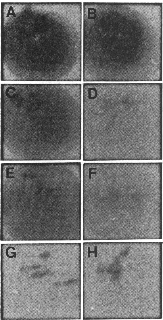 https://cdn.ncbi.nlm.nih.gov/pmc/blobs/52d4/193235/85074f445115/jbacter00047-0278-a.jpg