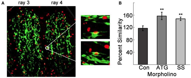 https://cdn.ncbi.nlm.nih.gov/pmc/blobs/52d6/5594097/f5fbecce542a/fphys-08-00671-g0005.jpg