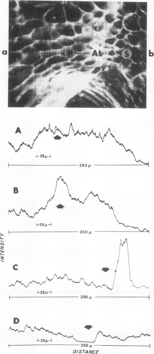 https://cdn.ncbi.nlm.nih.gov/pmc/blobs/52d7/366573/3cfbe8043ccd/plntphys00236-0172-a.jpg