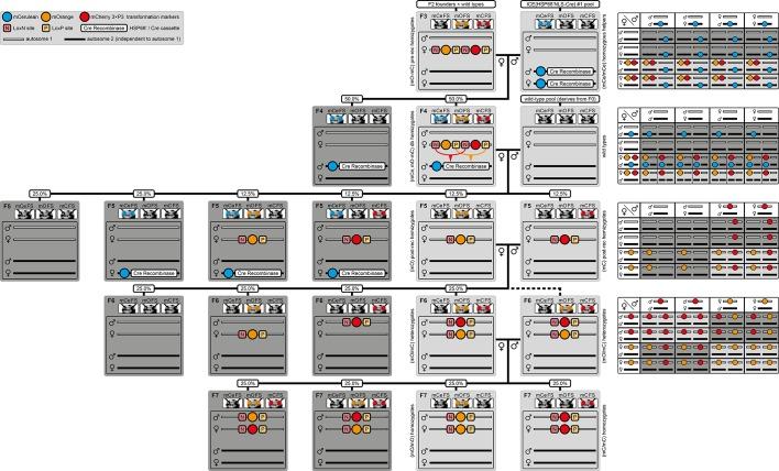 https://cdn.ncbi.nlm.nih.gov/pmc/blobs/52d8/5854464/198c21fba779/elife-31677-fig2-figsupp1.jpg