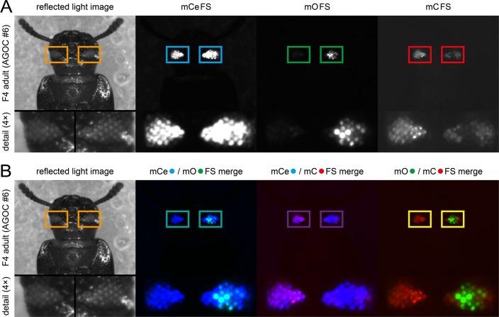 https://cdn.ncbi.nlm.nih.gov/pmc/blobs/52d8/5854464/995a8c9e4054/elife-31677-fig3-figsupp1.jpg