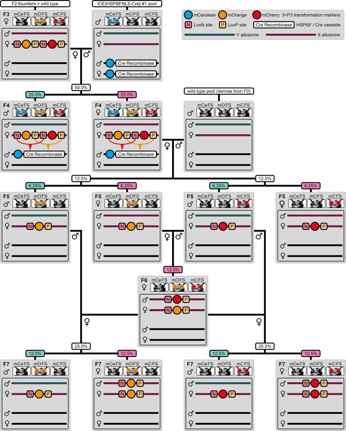 https://cdn.ncbi.nlm.nih.gov/pmc/blobs/52d8/5854464/f0f0cbd4e711/elife-31677-fig2-figsupp2.jpg
