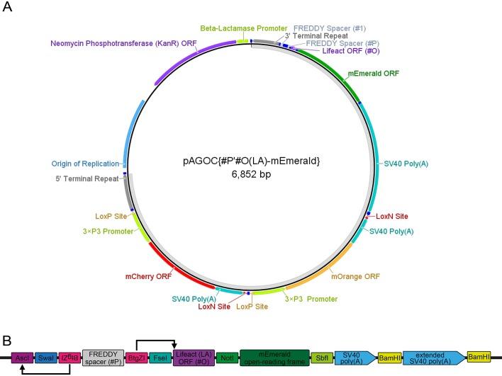 https://cdn.ncbi.nlm.nih.gov/pmc/blobs/52d8/5854464/fcad2491f966/elife-31677-fig1-figsupp2.jpg