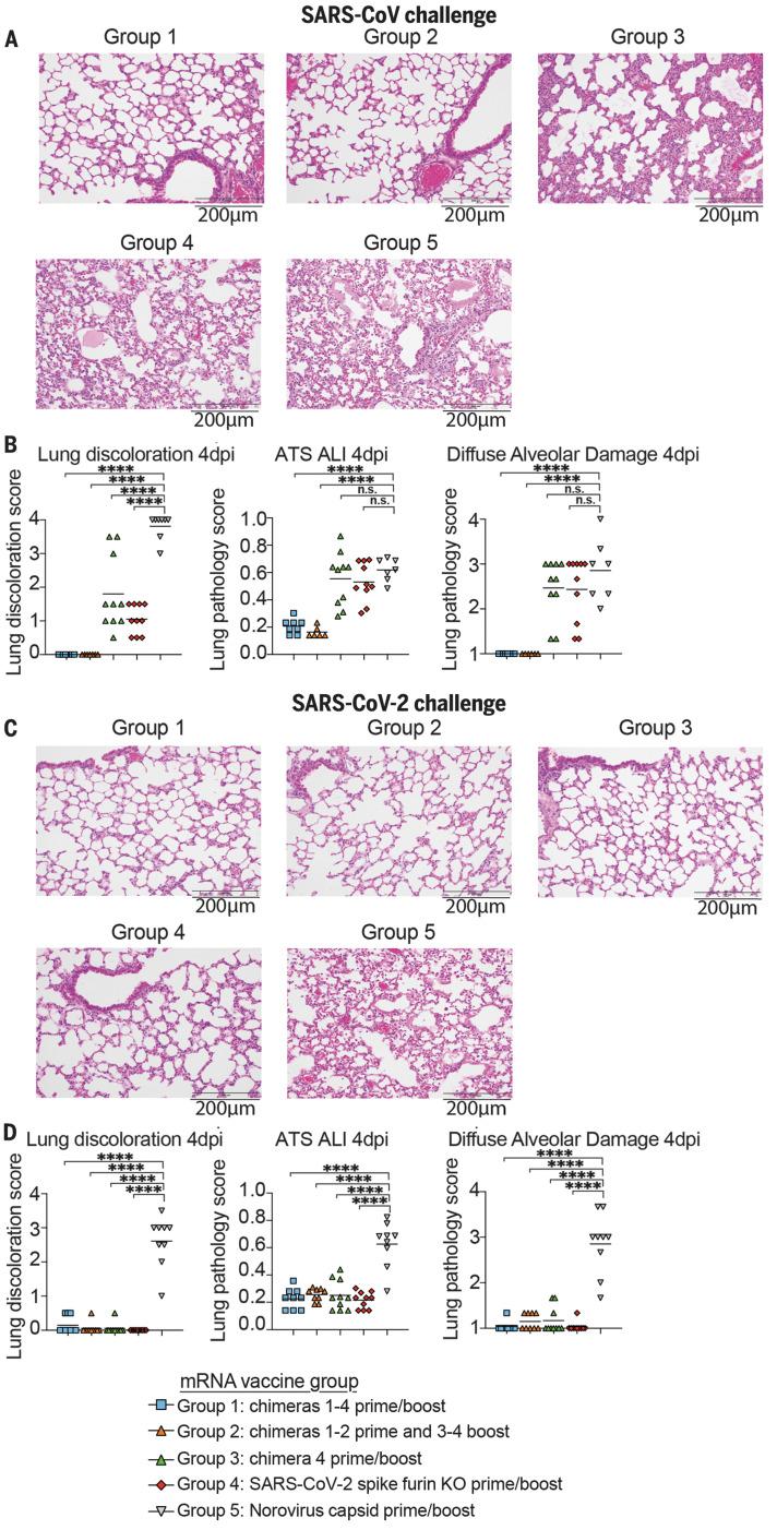 https://cdn.ncbi.nlm.nih.gov/pmc/blobs/52d9/10026980/0cfc384f3aef/science.abi4506-f5.jpg