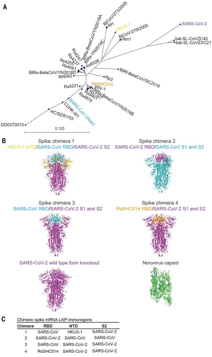 https://cdn.ncbi.nlm.nih.gov/pmc/blobs/52d9/10026980/33d881a24f2c/science.abi4506-f1.jpg
