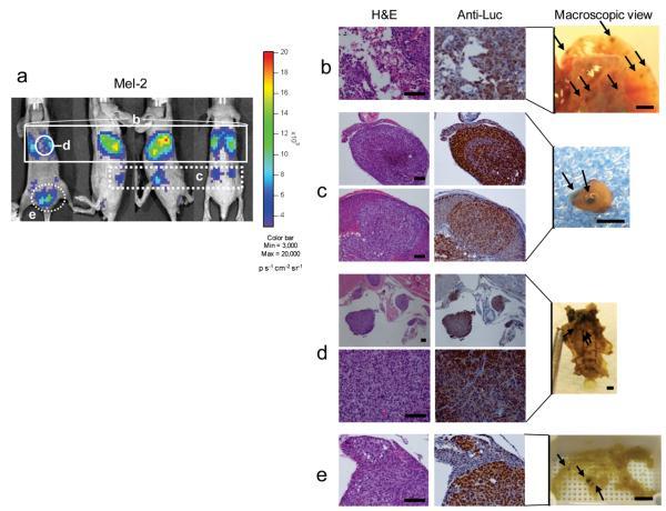 https://cdn.ncbi.nlm.nih.gov/pmc/blobs/52e2/3057477/269d59d81e5b/nihms-228289-f0002.jpg