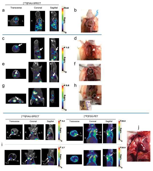 https://cdn.ncbi.nlm.nih.gov/pmc/blobs/52e2/3057477/e0a41a9674fa/nihms-228289-f0005.jpg