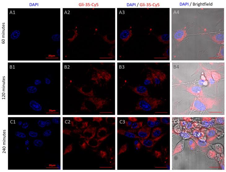 https://cdn.ncbi.nlm.nih.gov/pmc/blobs/52e9/11640682/7dd953ececd6/cancers-16-04111-g008.jpg