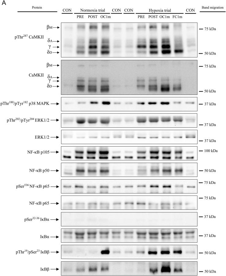 https://cdn.ncbi.nlm.nih.gov/pmc/blobs/52ea/9287614/dc51504eaf21/gr2a.jpg