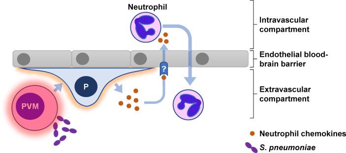 https://cdn.ncbi.nlm.nih.gov/pmc/blobs/52ec/9371542/b1cc87738e0f/fimmu-13-935798-g007.jpg