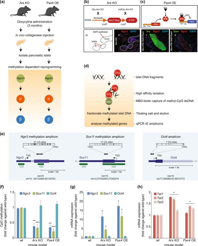https://cdn.ncbi.nlm.nih.gov/pmc/blobs/52f2/7881134/949ad740d627/41536_2021_119_Fig1_HTML.jpg