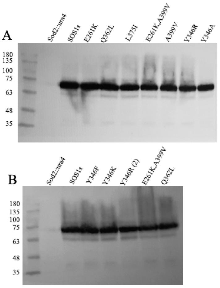 https://cdn.ncbi.nlm.nih.gov/pmc/blobs/52f8/12027421/3206a759e451/ijms-26-03518-g004.jpg