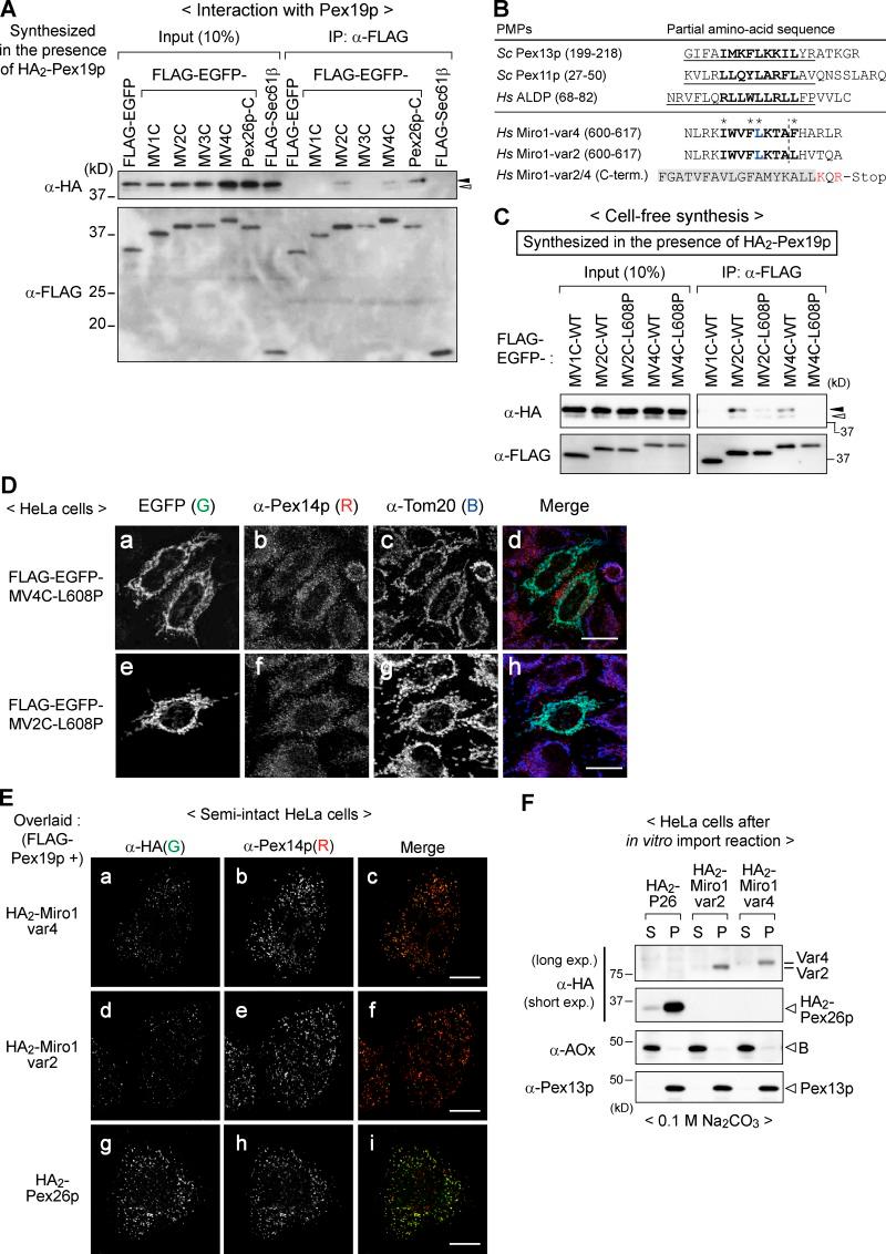 https://cdn.ncbi.nlm.nih.gov/pmc/blobs/52f8/5800816/29588a5bb7cb/JCB_201708122_Fig3.jpg