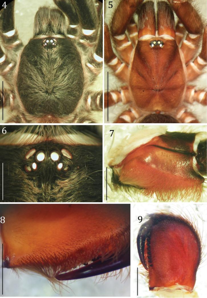 https://cdn.ncbi.nlm.nih.gov/pmc/blobs/52f9/5523183/52e61b50ccd4/zookeys-684-057-g003.jpg