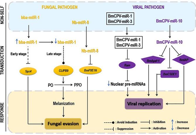 https://cdn.ncbi.nlm.nih.gov/pmc/blobs/52f9/9020863/8e1eecdc508b/fimmu-13-856457-g006.jpg