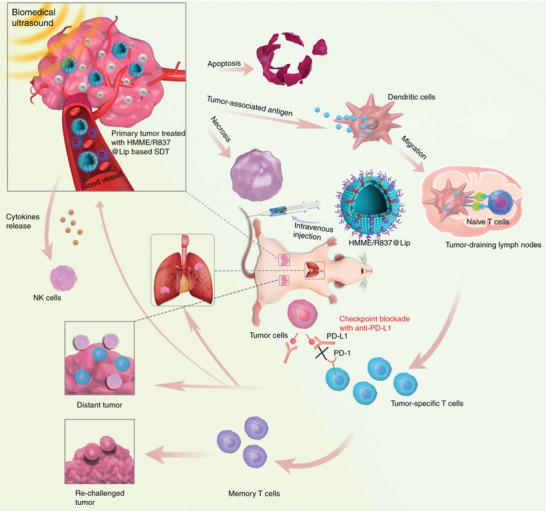 https://cdn.ncbi.nlm.nih.gov/pmc/blobs/52fb/7856884/0bf3ec8d4184/ADVS-8-2002504-g006.jpg