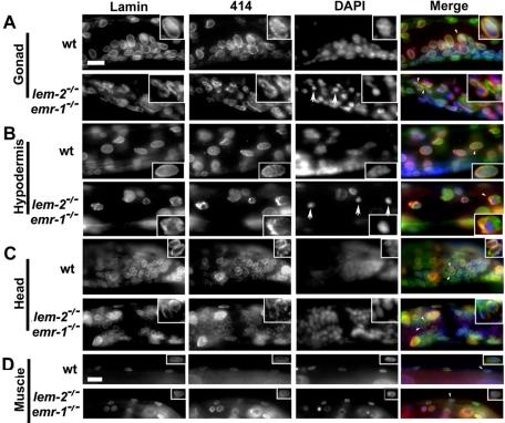 https://cdn.ncbi.nlm.nih.gov/pmc/blobs/52fc/3279384/56861cb18049/543fig3.jpg