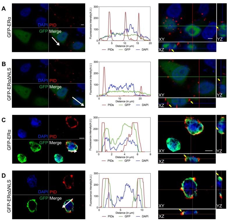 https://cdn.ncbi.nlm.nih.gov/pmc/blobs/52fc/6520781/9cb7180a481b/cancers-11-00526-g002.jpg