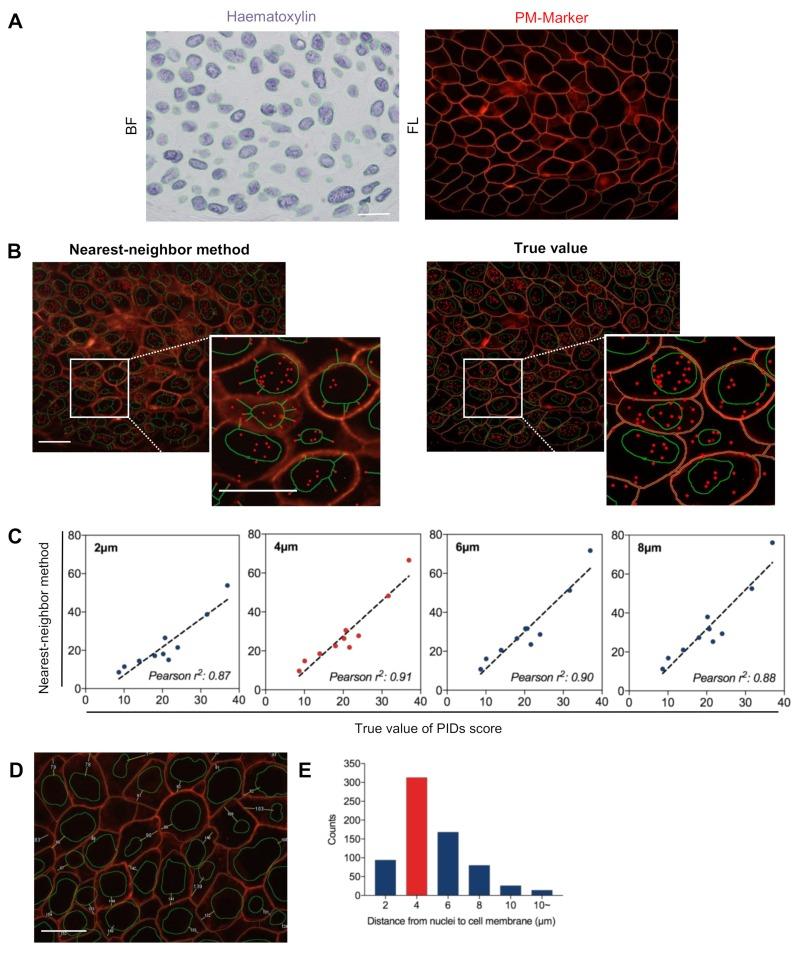 https://cdn.ncbi.nlm.nih.gov/pmc/blobs/52fc/6520781/bfb1e792438b/cancers-11-00526-g003.jpg