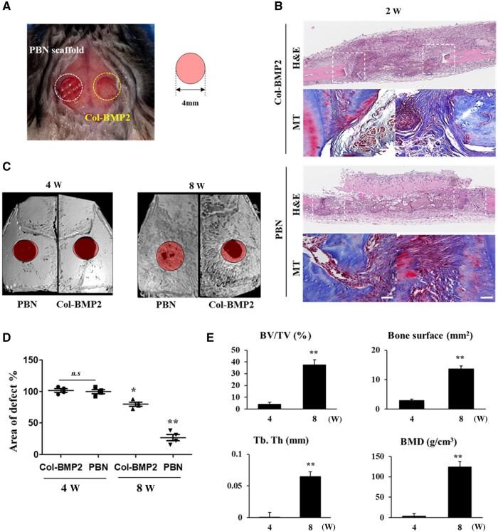 https://cdn.ncbi.nlm.nih.gov/pmc/blobs/52fd/11167398/951442fd8a7c/rbae055f6.jpg