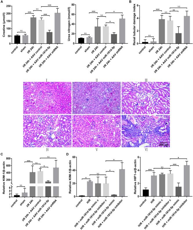 https://cdn.ncbi.nlm.nih.gov/pmc/blobs/52fd/7295155/32042061c3fe/fphys-11-00510-g002.jpg