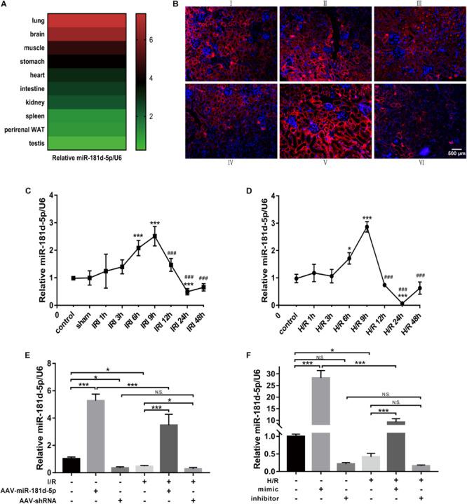 https://cdn.ncbi.nlm.nih.gov/pmc/blobs/52fd/7295155/521c57090364/fphys-11-00510-g001.jpg