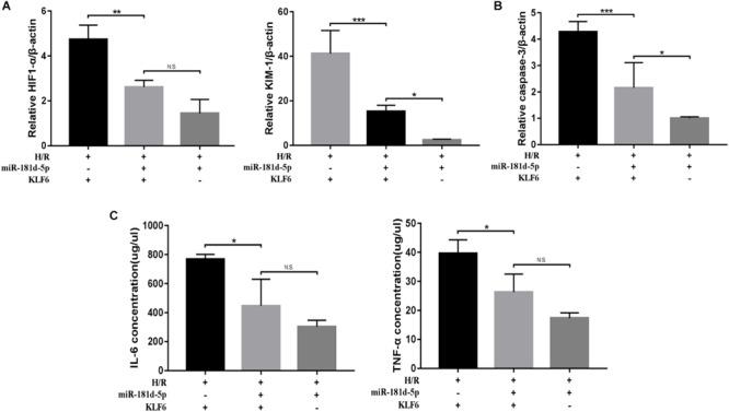 https://cdn.ncbi.nlm.nih.gov/pmc/blobs/52fd/7295155/839e977b8788/fphys-11-00510-g008.jpg