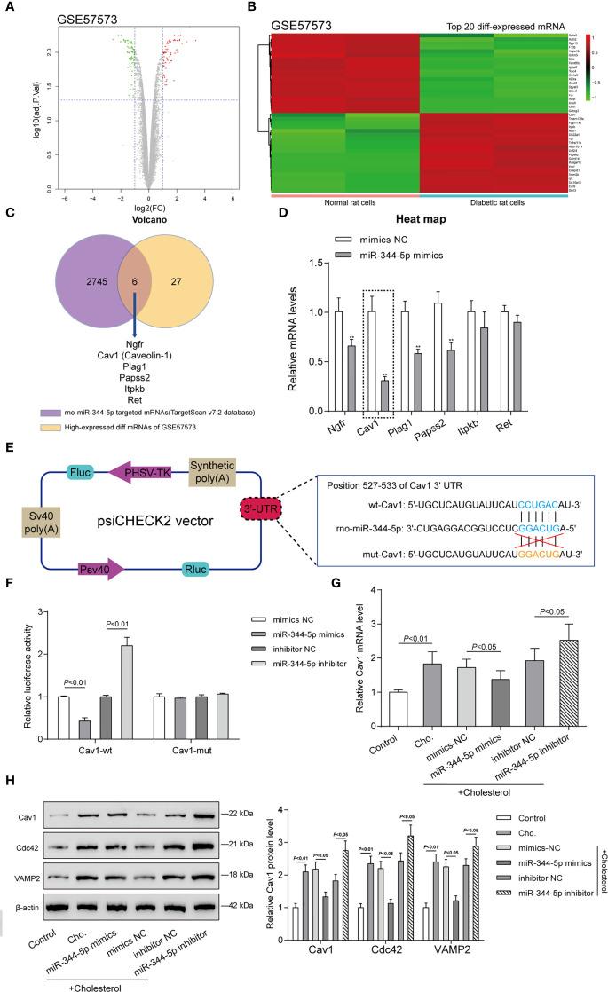 https://cdn.ncbi.nlm.nih.gov/pmc/blobs/5301/8355992/cfd48c71892b/fendo-12-695164-g004.jpg