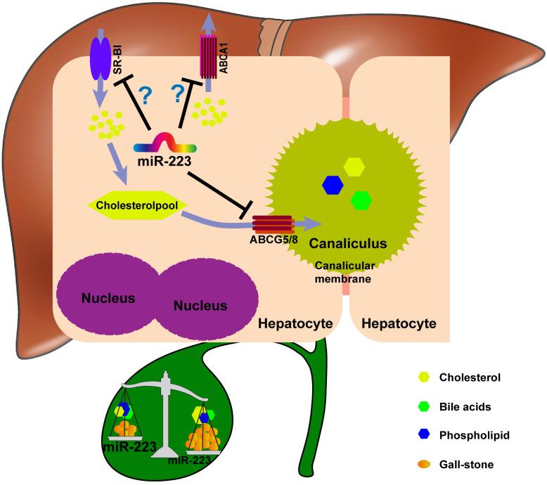 https://cdn.ncbi.nlm.nih.gov/pmc/blobs/5306/8579439/7ed623ec1512/ijbsv17p4459g007.jpg