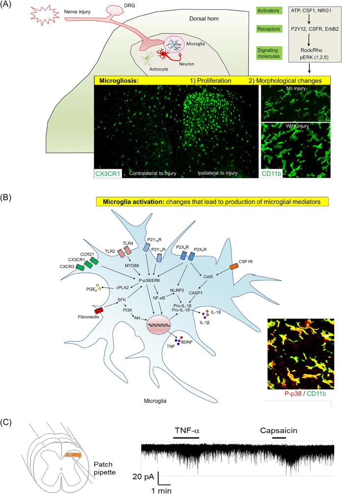 https://cdn.ncbi.nlm.nih.gov/pmc/blobs/530d/10811354/2702f733ff38/j_mr-2023-0034_fig_010.jpg