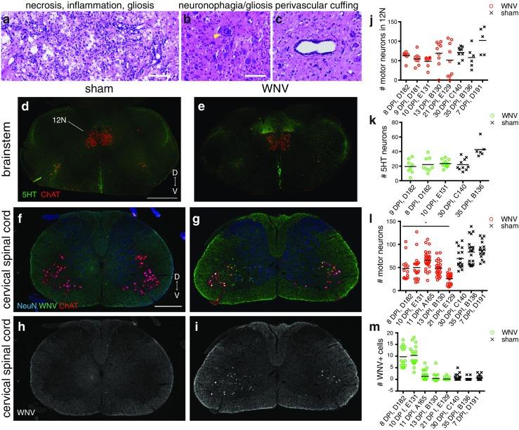 https://cdn.ncbi.nlm.nih.gov/pmc/blobs/530e/5332528/e90edc0ebc25/13365_2016_488_Fig12_HTML.jpg