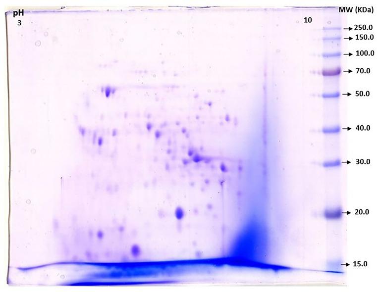 https://cdn.ncbi.nlm.nih.gov/pmc/blobs/5312/10719292/16d2de0074c9/41598_2023_49665_Fig1_HTML.jpg