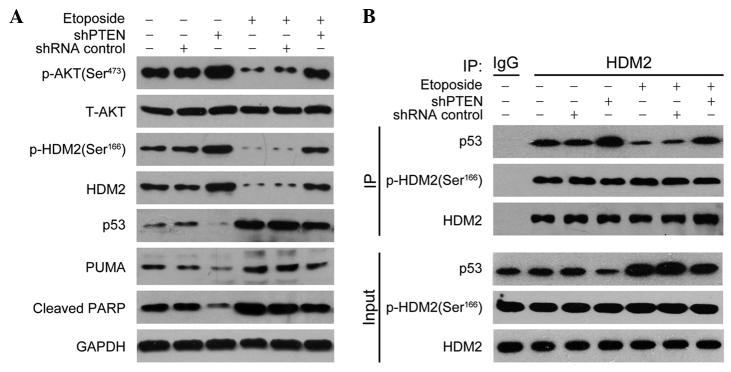 https://cdn.ncbi.nlm.nih.gov/pmc/blobs/5317/4464461/b2c6710cf1f0/MMR-12-02-2622-g02.jpg
