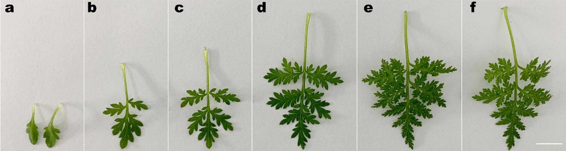 https://cdn.ncbi.nlm.nih.gov/pmc/blobs/5318/8520255/3ac246a43032/13007_2021_807_Fig1_HTML.jpg