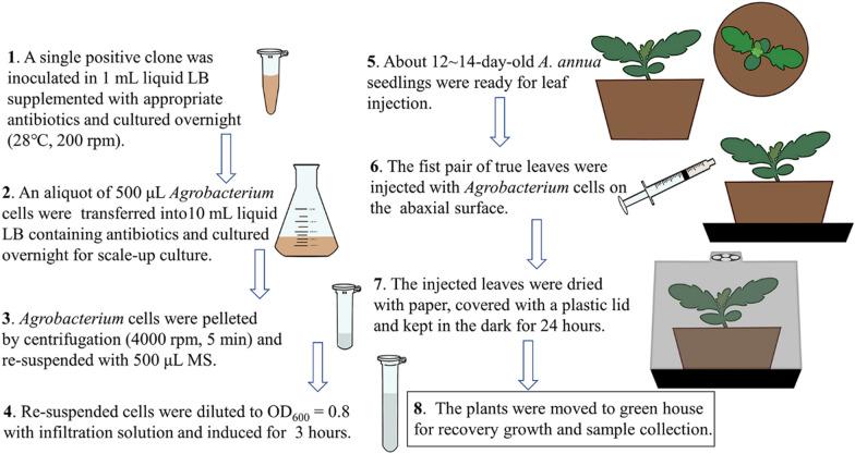 https://cdn.ncbi.nlm.nih.gov/pmc/blobs/5318/8520255/809e6a6123e9/13007_2021_807_Fig2_HTML.jpg