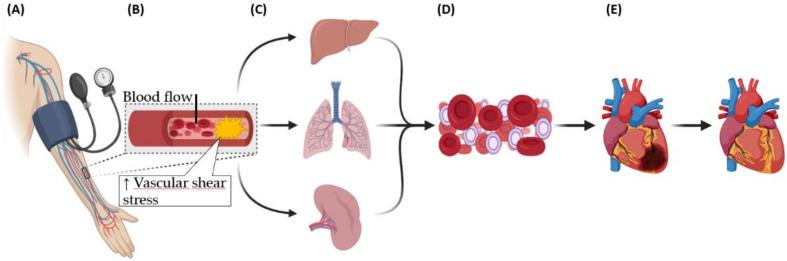 https://cdn.ncbi.nlm.nih.gov/pmc/blobs/531b/7916440/a7a26edc64e0/diagnostics-11-00269-g001.jpg