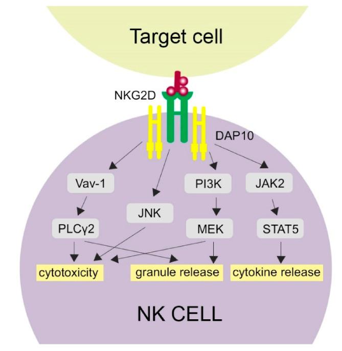 https://cdn.ncbi.nlm.nih.gov/pmc/blobs/531c/8229527/42e7a4bc7e42/cells-10-01420-g001.jpg