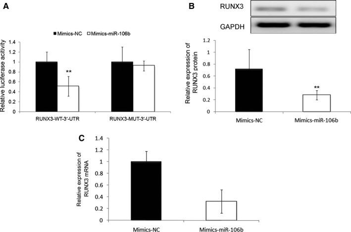 https://cdn.ncbi.nlm.nih.gov/pmc/blobs/531e/6825988/95fa755b4b51/CAM4-8-6756-g006.jpg
