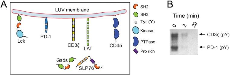 https://cdn.ncbi.nlm.nih.gov/pmc/blobs/5328/5676914/de891398b2c6/pnas.1710358114sfig04.jpg