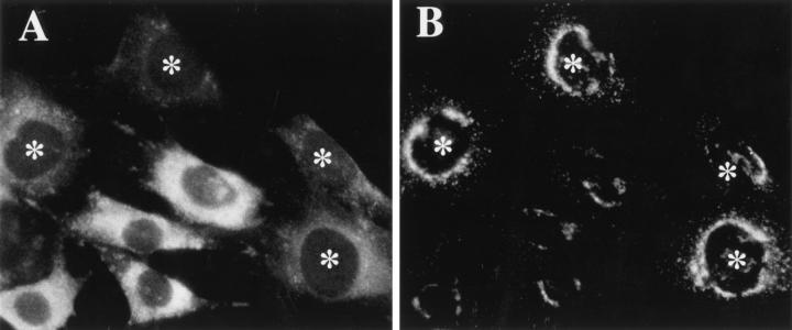 https://cdn.ncbi.nlm.nih.gov/pmc/blobs/5329/2139777/fdcca20248c6/JCB.laborgne1.jpg