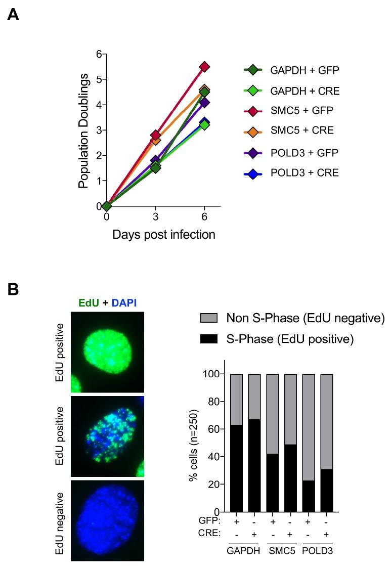 https://cdn.ncbi.nlm.nih.gov/pmc/blobs/532d/6986873/31a9872f00b5/elife-49817-fig6-figsupp1.jpg