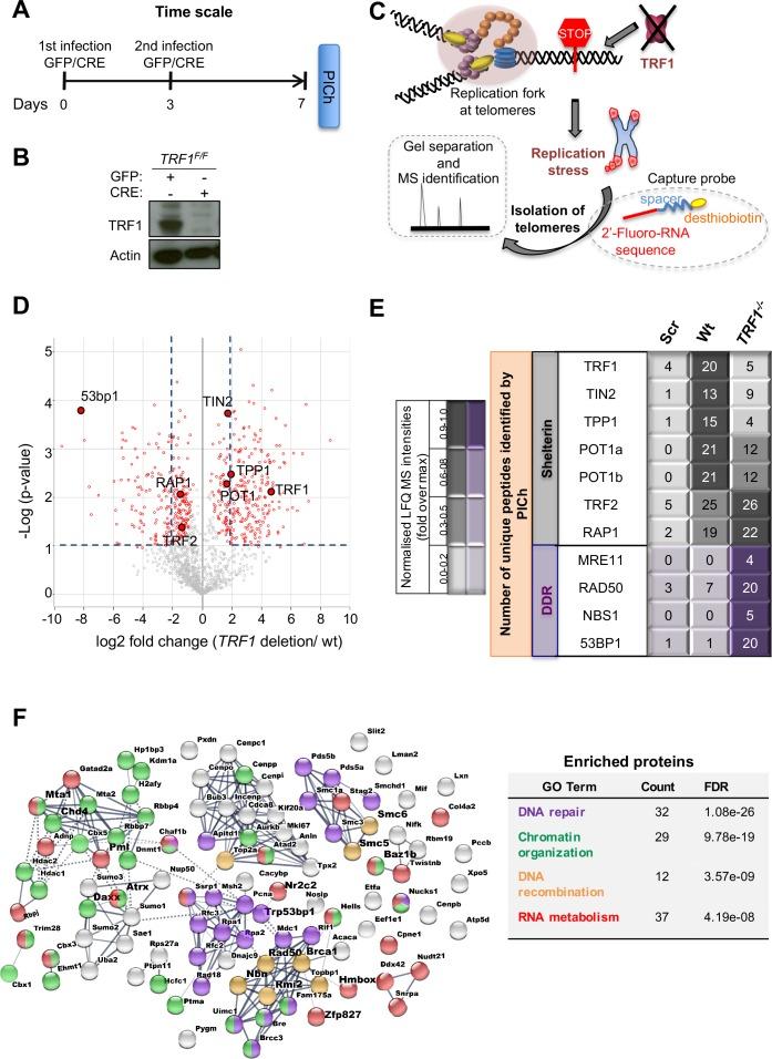 https://cdn.ncbi.nlm.nih.gov/pmc/blobs/532d/6986873/878b94741770/elife-49817-fig1.jpg