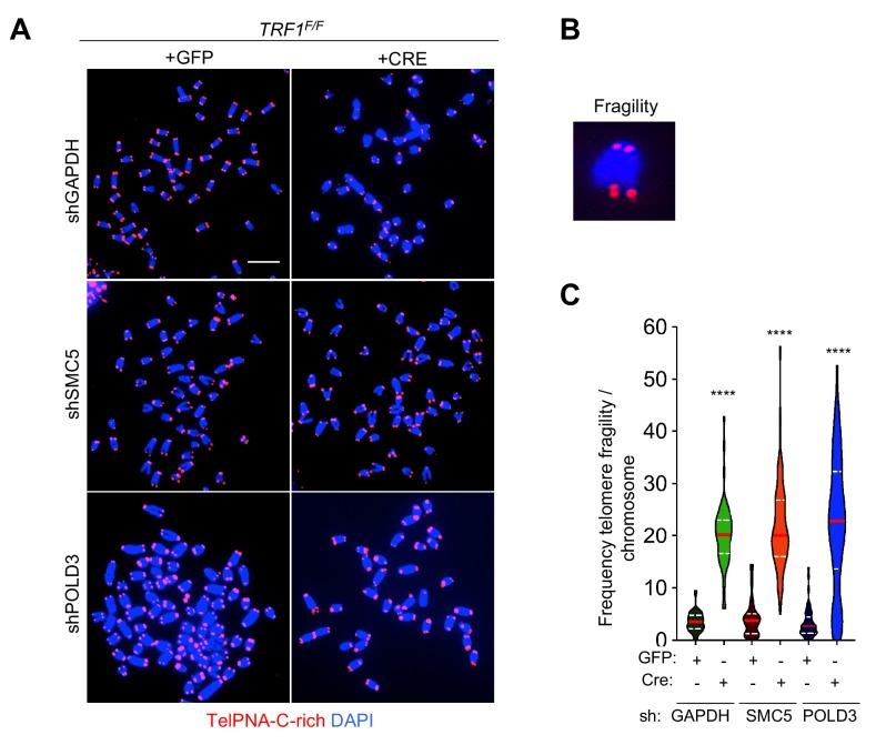 https://cdn.ncbi.nlm.nih.gov/pmc/blobs/532d/6986873/92d6a1772202/elife-49817-fig6-figsupp2.jpg