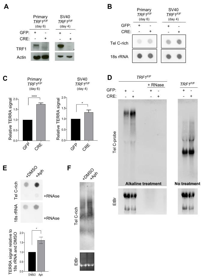 https://cdn.ncbi.nlm.nih.gov/pmc/blobs/532d/6986873/9deefcdd0086/elife-49817-fig3-figsupp1.jpg