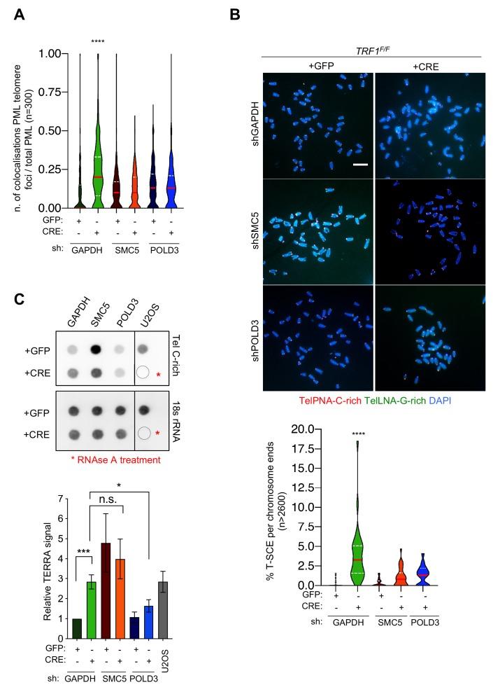 https://cdn.ncbi.nlm.nih.gov/pmc/blobs/532d/6986873/c829638c2057/elife-49817-fig7.jpg