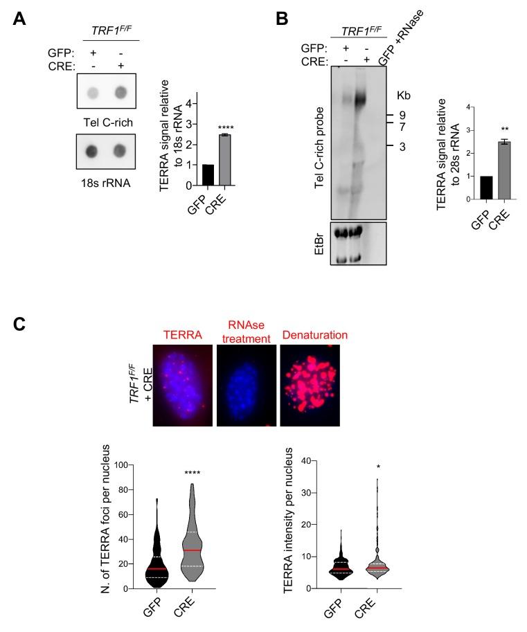 https://cdn.ncbi.nlm.nih.gov/pmc/blobs/532d/6986873/d338e568fd50/elife-49817-fig3.jpg